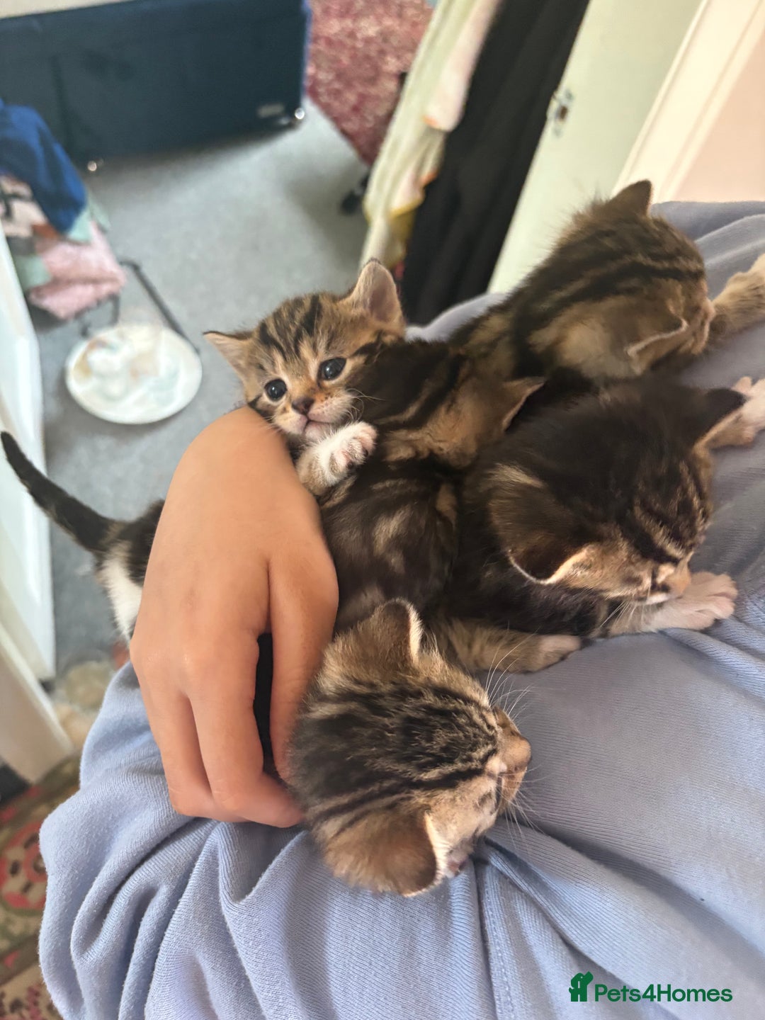 Mixed Breed cats for sale: 2 female kittens 8 weeks old super cute :) - Image 7