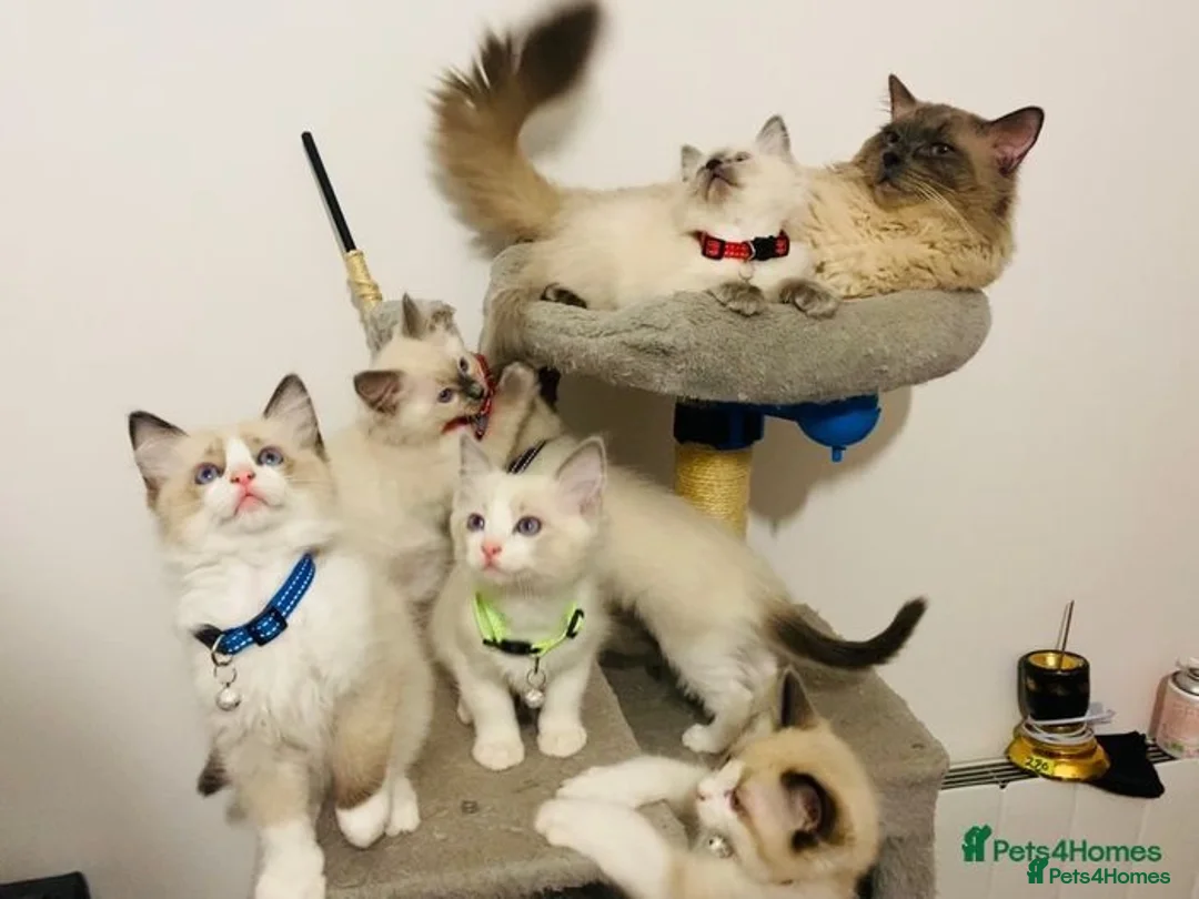 Ragdoll cats for stud: Pure Ragdoll stud in London - Advert 7