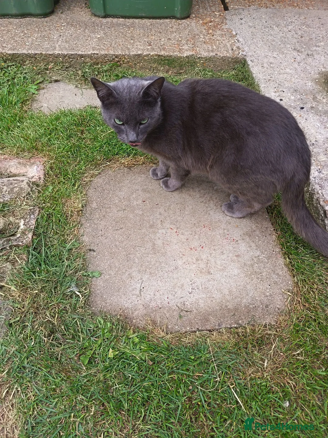 British Shorthair cats for sale: British short haired cat in King's Lynn - Advert 3