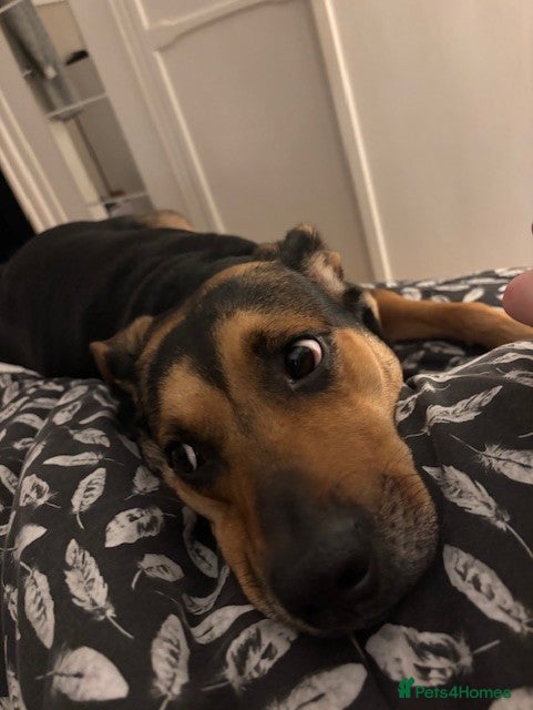 Huntaway dogs 5 Year old Huntaway  - Advert 10