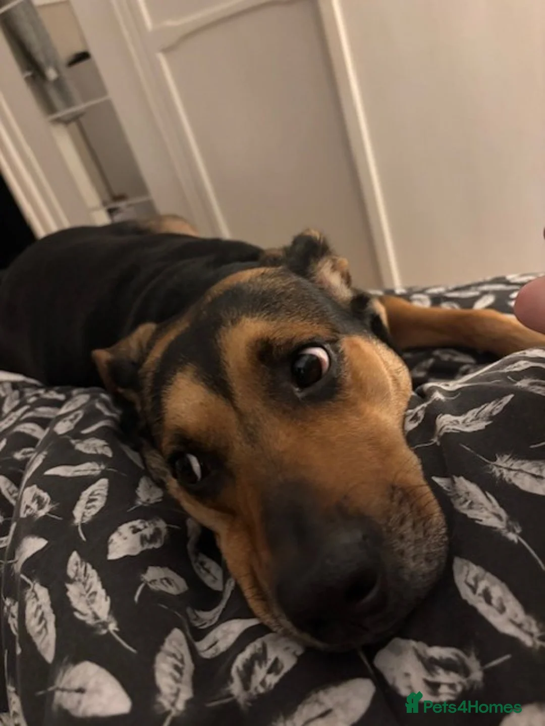 Huntaway dogs for sale: 5 Year old Huntaway  - Advert 1