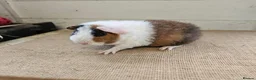 Guinea Pig rodents for sale: Teddy boars & sows  - Advert 7