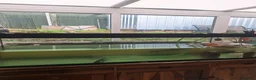 Turtle reptiles for sale: Missisipi map turtle  in Ledbury - Advert 2