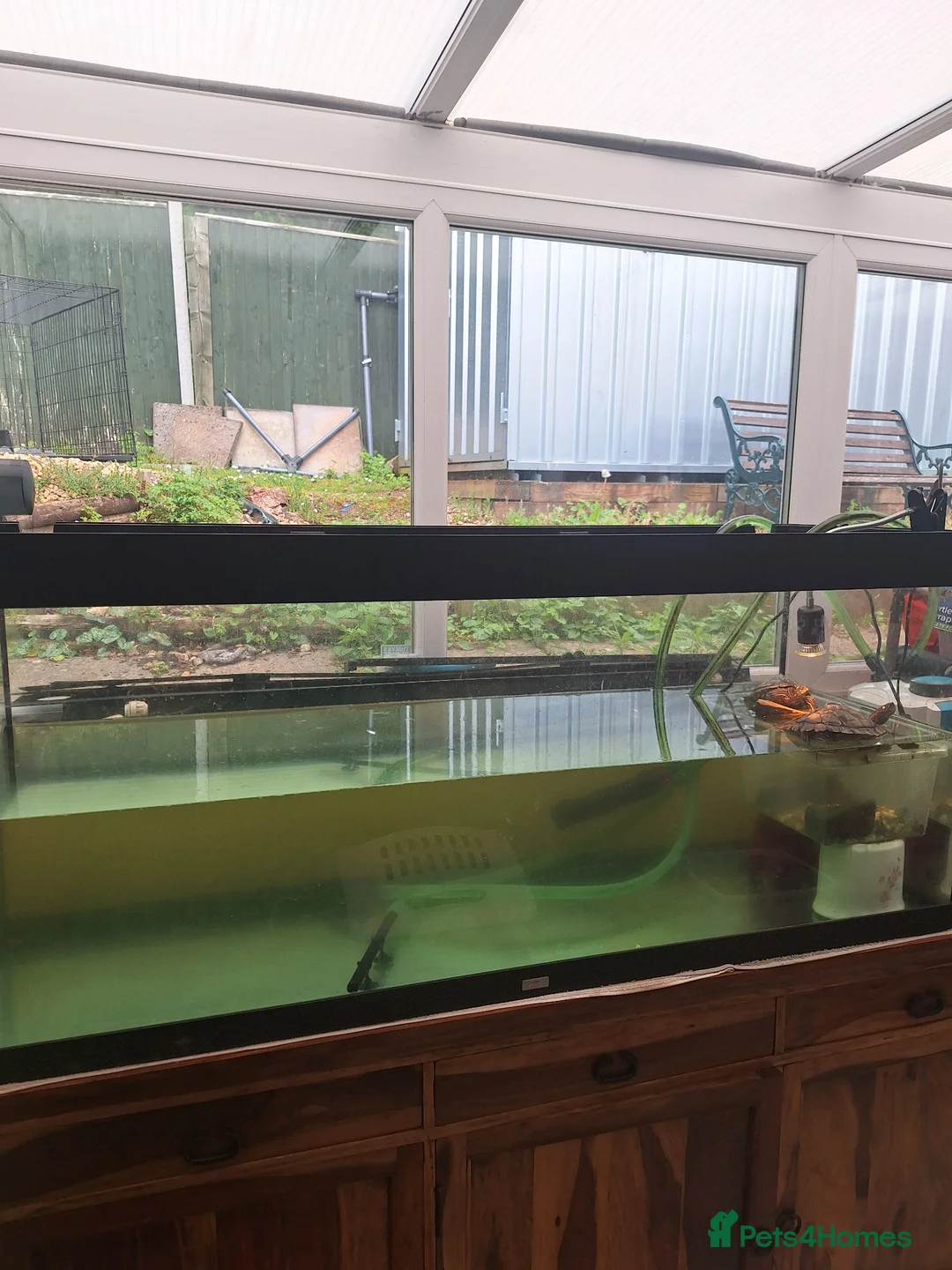 Turtle reptiles for sale: Missisipi map turtle  in Ledbury - Advert 2