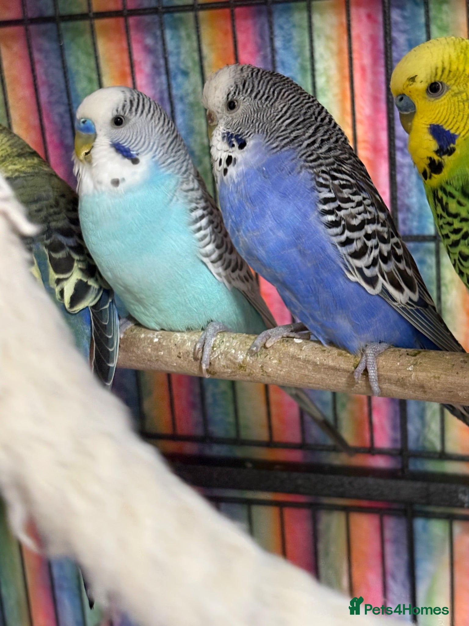 Budgerigars birds Baby Budgies’s for sale  - Advert 1