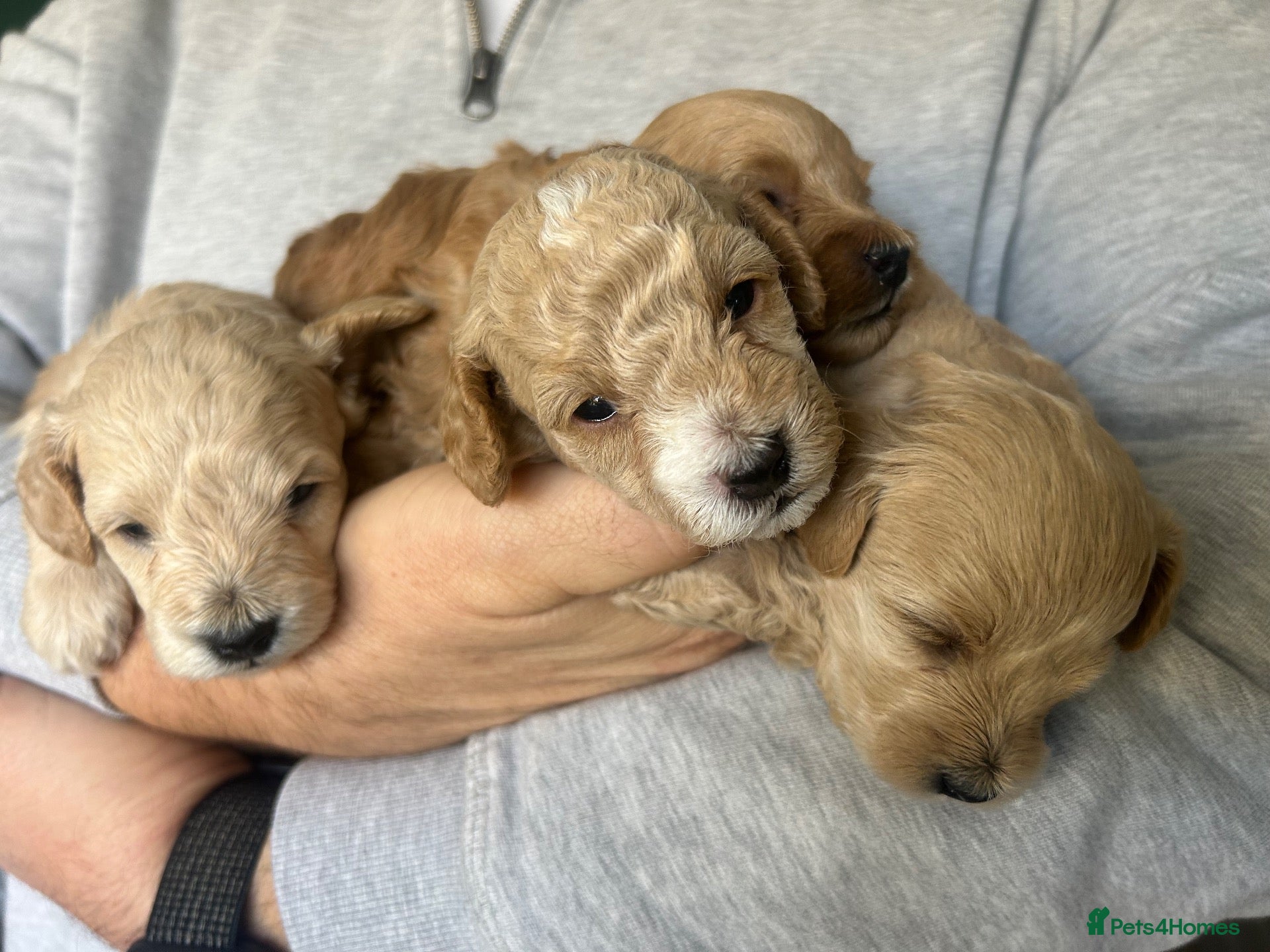 Maltipoo dogs Tiny champagne Maltipoo pups home bred with love - Advert 1