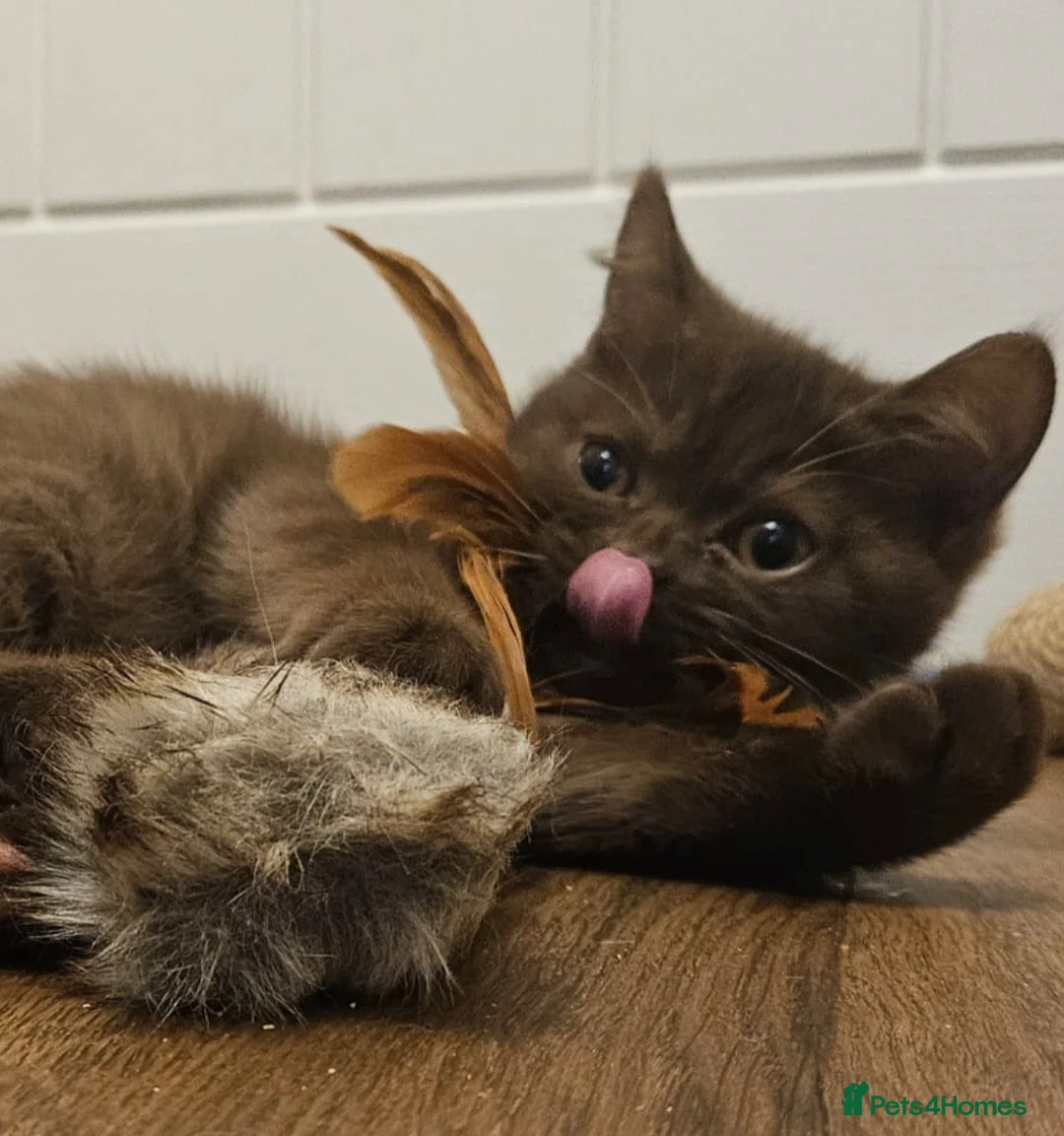 British Shorthair cats for sale: 🤎Chocolate British Shorthair Kittens 🤎 - Advert 8