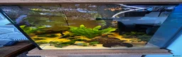 Other/Mixed Breed fish for sale: Aqua one fish tank 159l- no scratches - Advert 17