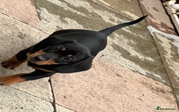 Miniature Dachshund dogs for sale: Ready Now!  1 little boy mini dachshunds  - Image 2