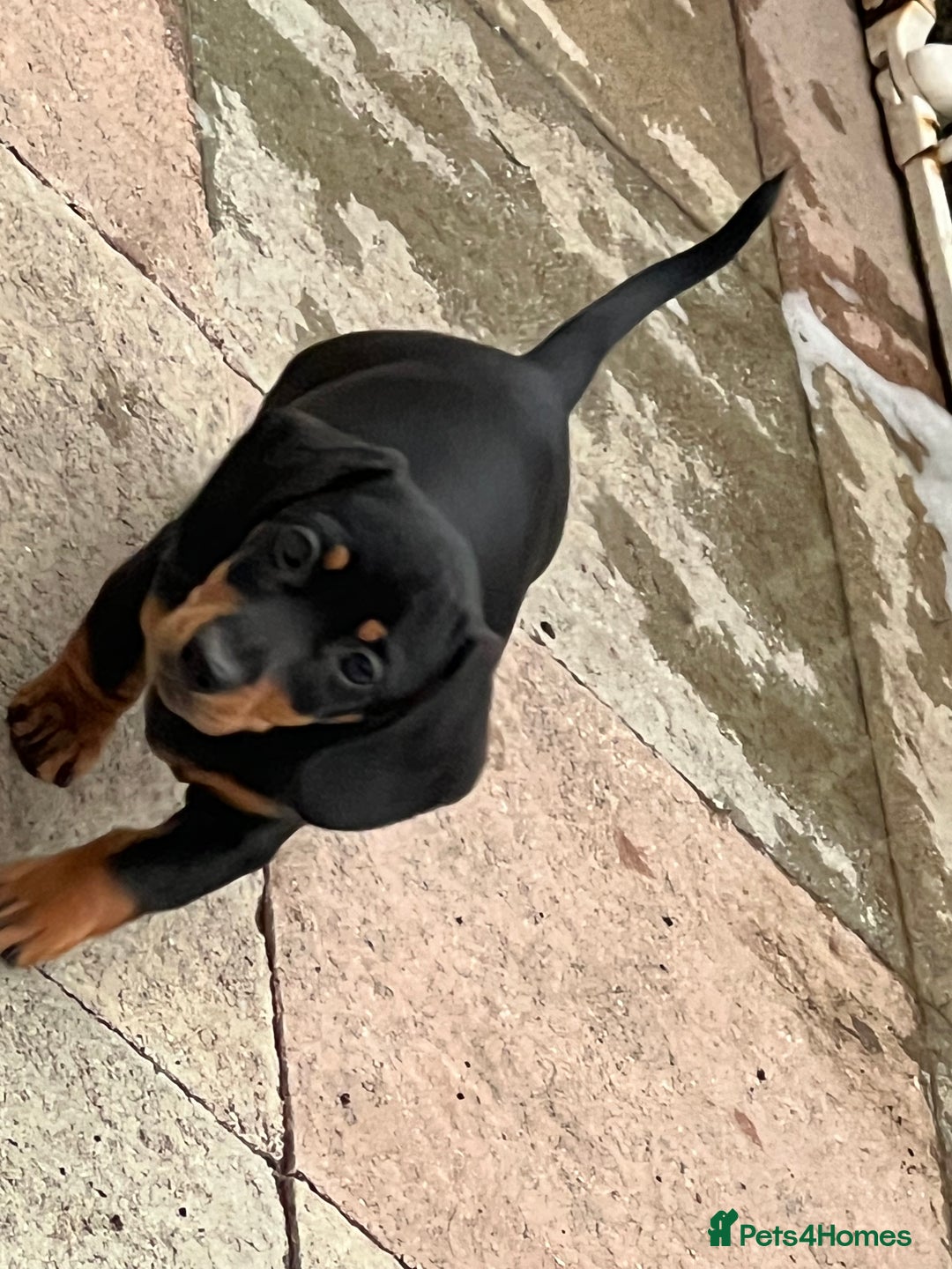 Miniature Dachshund dogs for sale: Ready Now!  1 little boy mini dachshunds  - Image 2