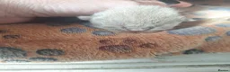 Scottish Fold cats for sale: Schotis fold  - Advert 4