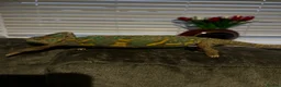 Chameleon reptiles for sale: female veiled chameleon  - Advert 2