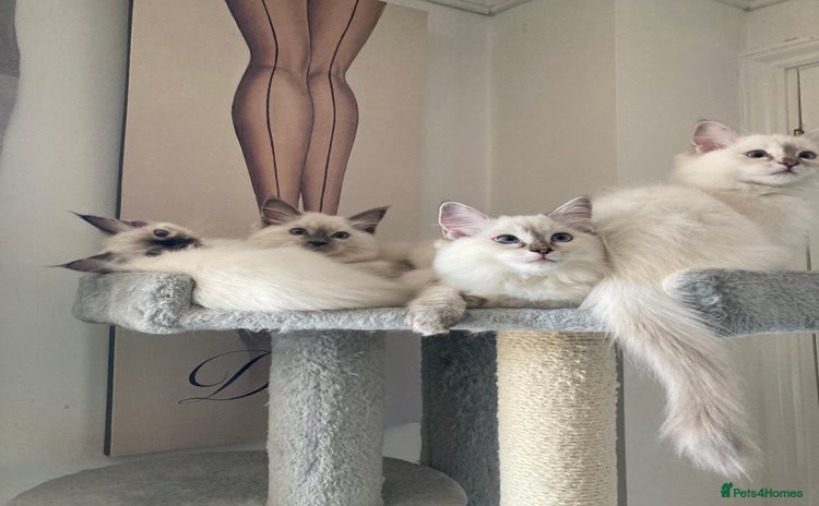Ragdoll cats - Advert 11