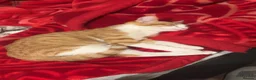 Domestic Shorthair cats for sale: Ginger cat Named Minie - Advert 5