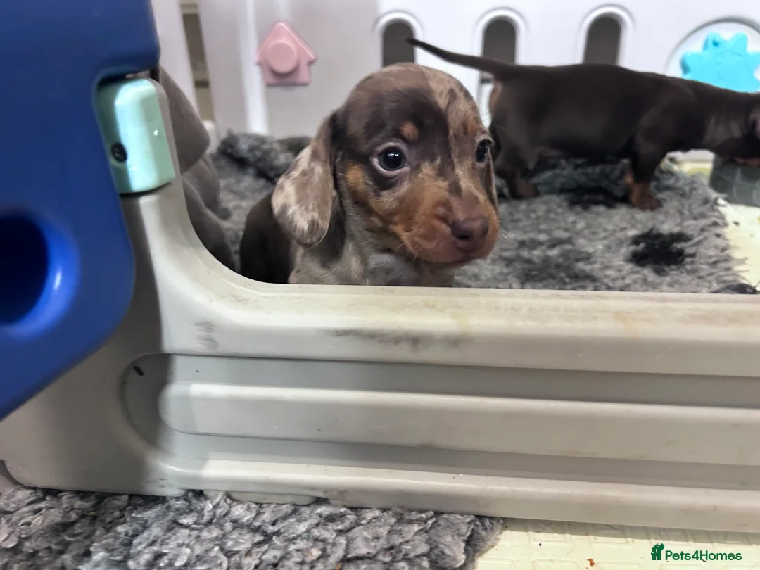 Miniature Dachshund dogs for sale: 🐾 MINI DASCHUND PUPPIES 🐾 - Advert 10