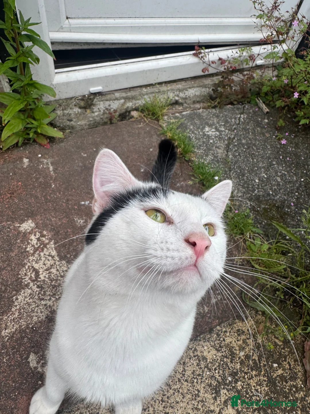 Mixed Breed cats for sale: Two cats together  in Newport - Advert 2