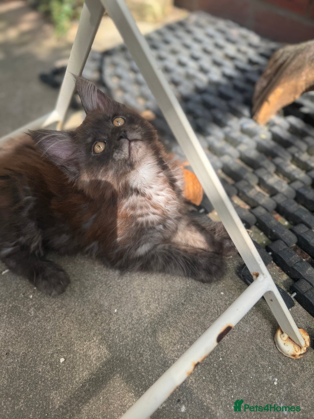 Maine Coon cats for sale: Stunning Black Smoke TiCA kittens  - Image 11