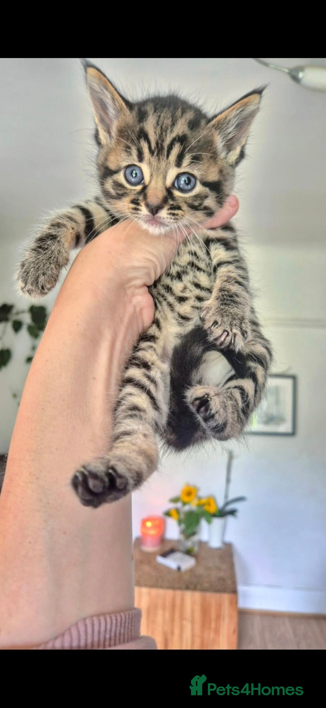 Domestic Shorthair cats for sale: 5 stunning tabby kittens  - Image 8