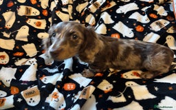 Miniature Dachshund dogs for sale: Adorable Longhaired Miniature Dachshund Puppies - Image 12