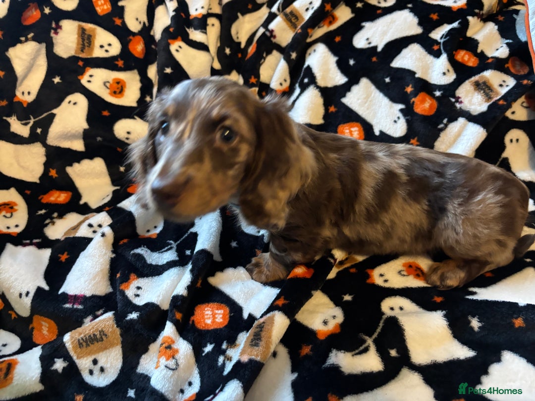 Miniature Dachshund dogs for sale: Adorable Longhaired Miniature Dachshund Puppies - Image 12
