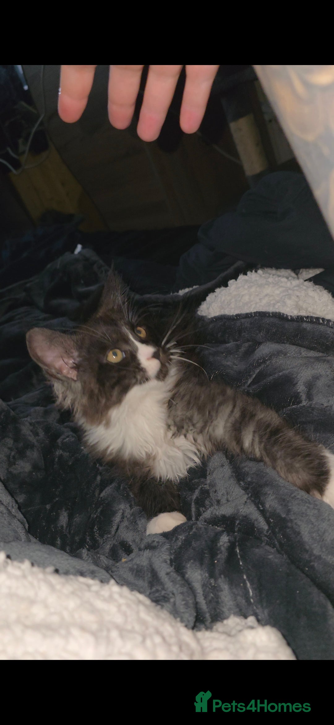 Maine Coon cats Beautiful Maine Coon Kitten *ready march 2026** - Advert 6