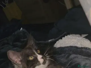 Maine Coon cats Beautiful Maine Coon Kitten *ready march 2026** - Advert 6