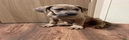 Great Dane dogs for sale: Great Dane puppies - Advert 6