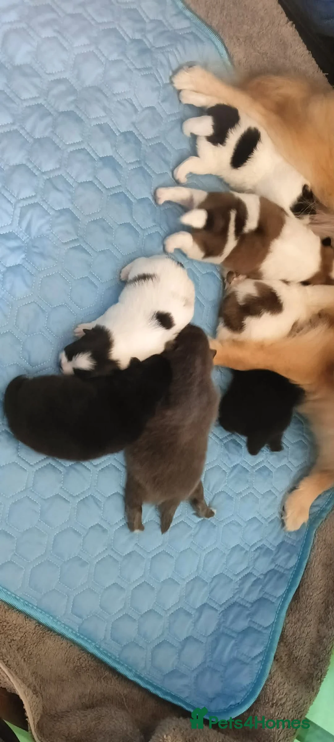 Pomeranian dogs for sale: pomeranian puppies  forsale in Blairgowrie - Advert 2