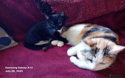 British Shorthair cats for sale: My Babies - Image 3