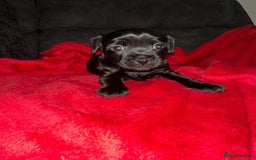 Patterdale Terrier dogs for sale: Patterdale Terrier puppies - Advert 1