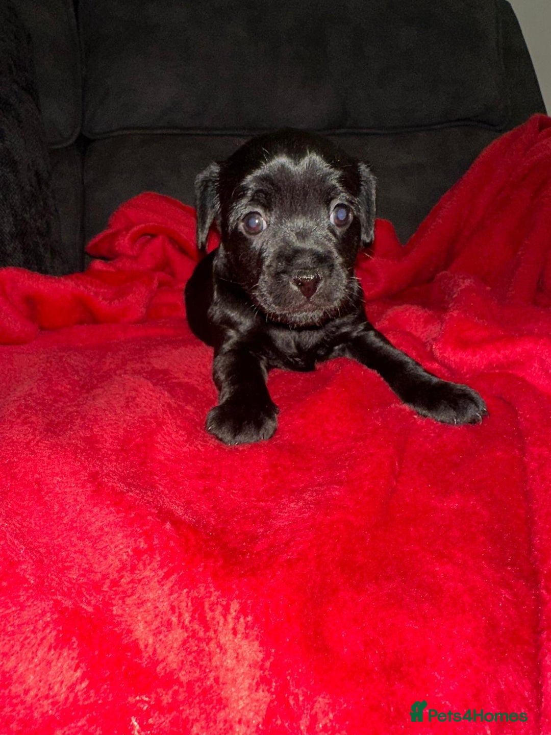 Patterdale Terrier dogs for sale: Patterdale Terrier puppies - Advert 1