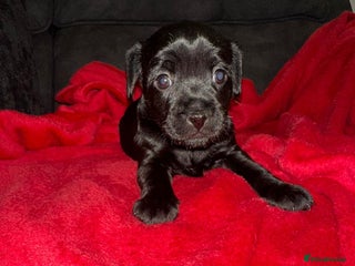 Patterdale Terrier dogs for sale: Patterdale Terrier puppies - Advert 1
