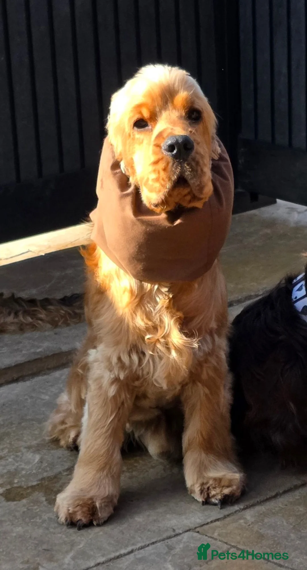 Cocker Spaniel dogs for sale: Stunning Stud Boy Full Health Tested - Advert 3