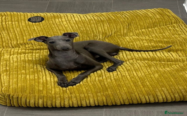 Italian Greyhound dogs - Advert 1