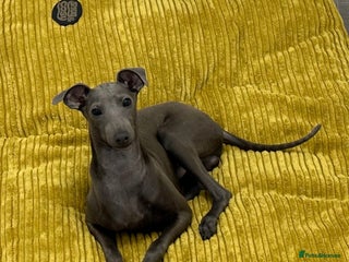 Italian Greyhound dogs - Advert 1