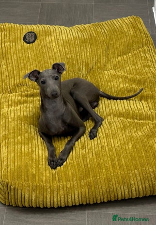 Italian Greyhound dogs - Advert 4