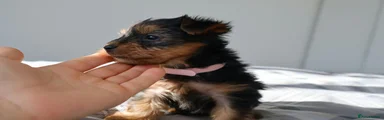 Yorkshire Terrier 1
