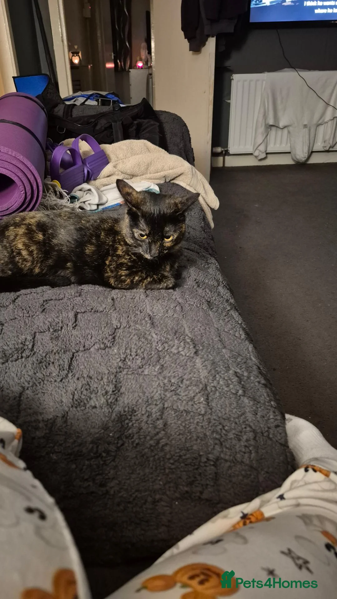 British Shorthair cats for sale: Looking to rehome my female - Advert 2