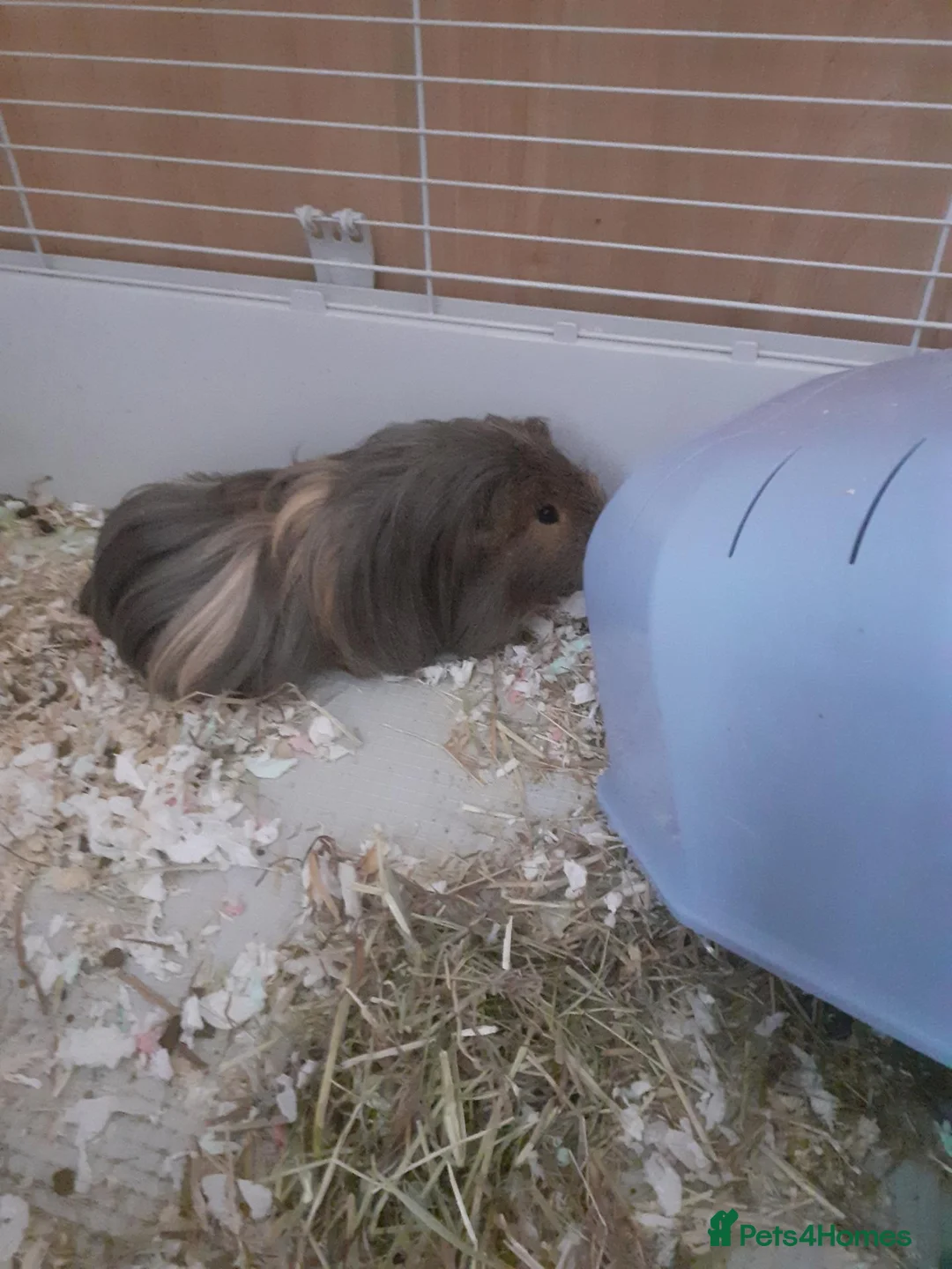 Guinea Pig rodents for sale: 2 stunning rare bonded male guinea pigs with cage in Nottingham - Advert 2