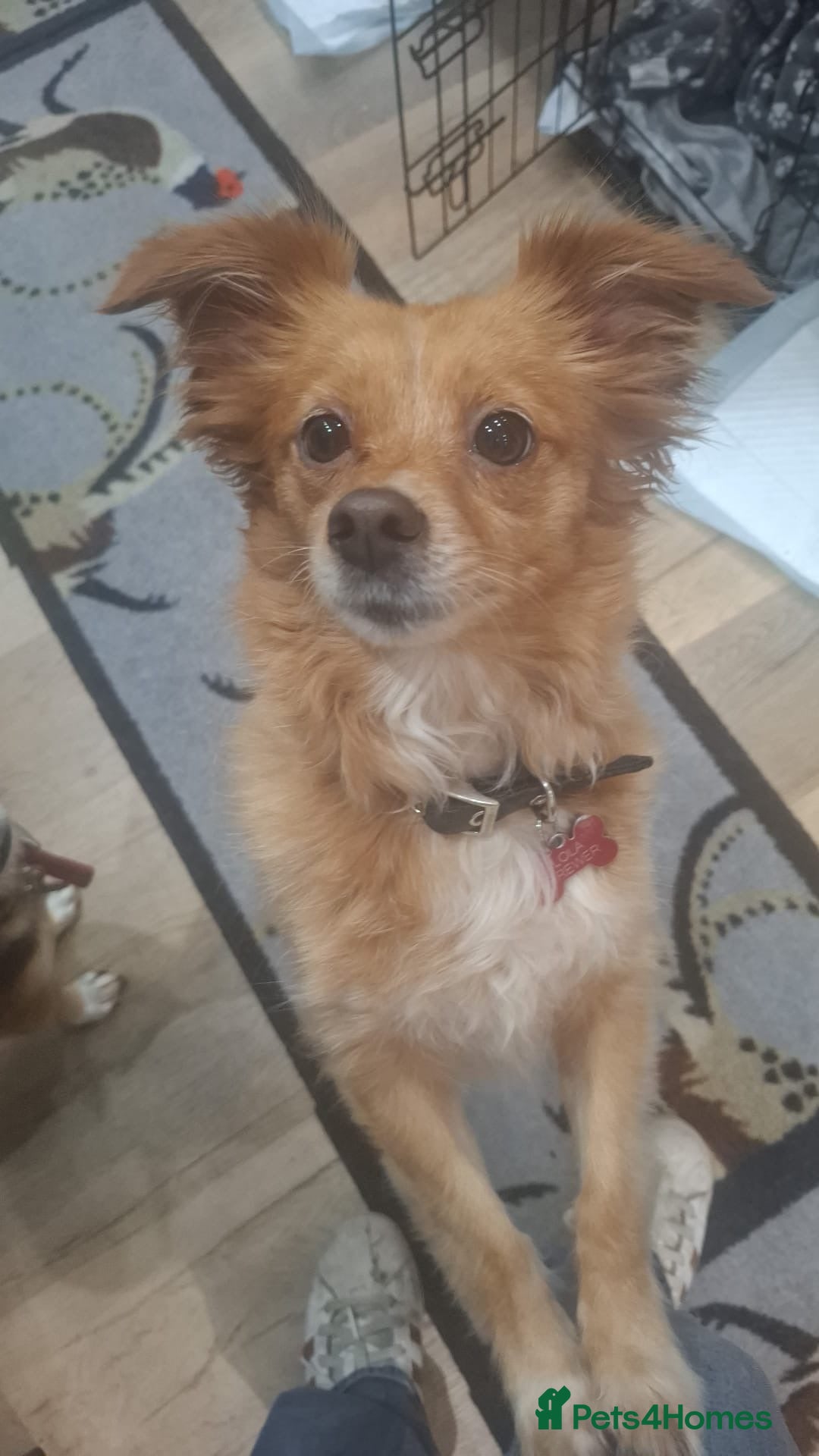 Chihuahua dogs for adoption: FOR ADOPTION - LOLA - SOUTHAMPTON  - Image 5