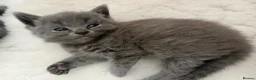 British Shorthair cats for sale: Beautiful British Blue shorthair X Ragdoll babies  - Advert 6