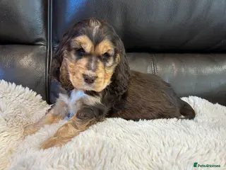 Cocker Spaniel dogs Kc reg show cocker choc sable boy’s dna clear - Advert 6