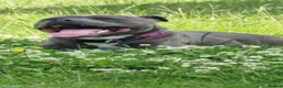 Staffordshire Bull Terrier dogs for sale: 1 left!! KC Blue Staffordshire Bull Terriers - Advert 6