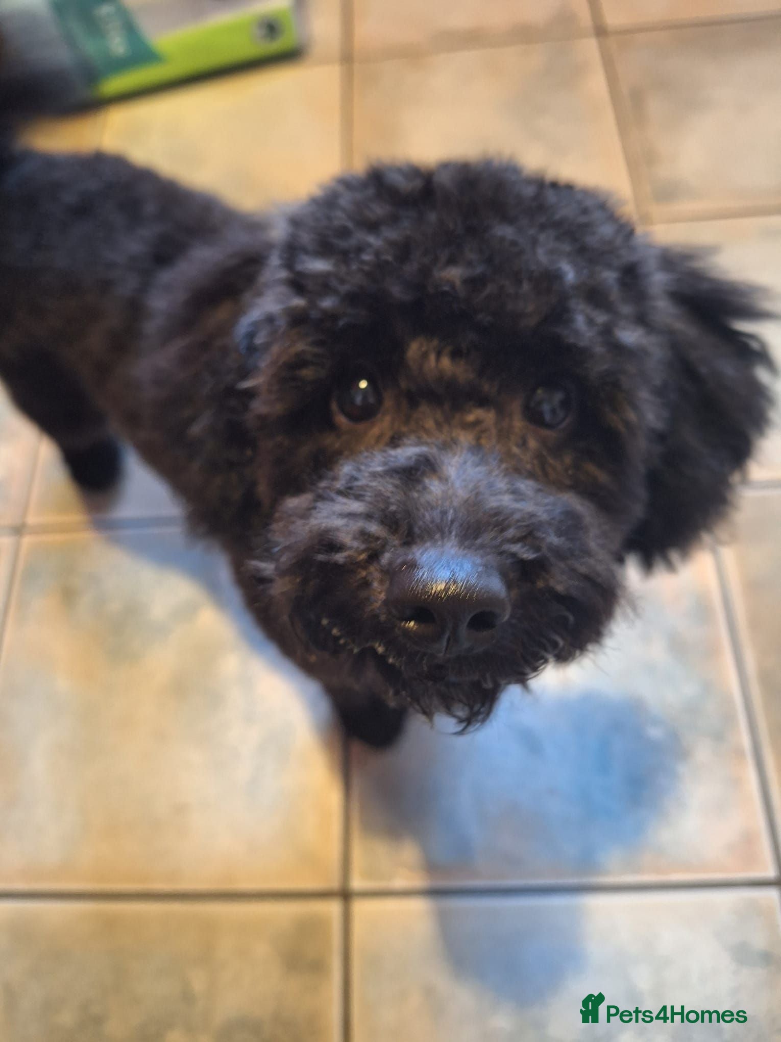 Cockapoo dogs Bella  - Advert 11