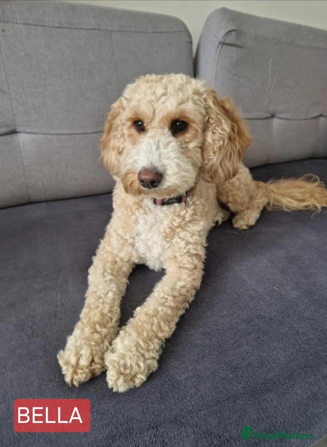 Cockapoo dogs for sale: F2 Cockapoo Puppies - Advert 3