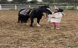 Welsh Section A horses for sale: Super child’s pony  - Image 2