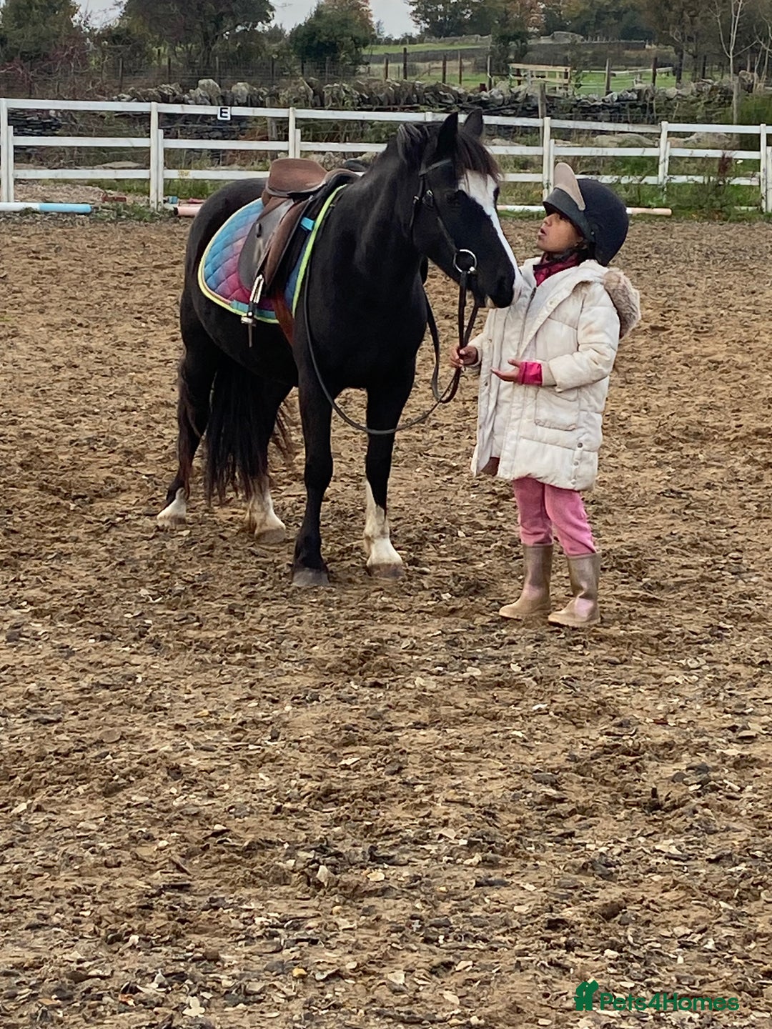 Welsh Section A horses for sale: Super child’s pony  - Image 2