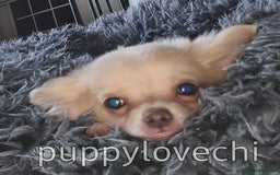 Chihuahua dogs for sale: READY NOW!! Kc Long Coat Chihuahua Boy Top Lines. - Image 7