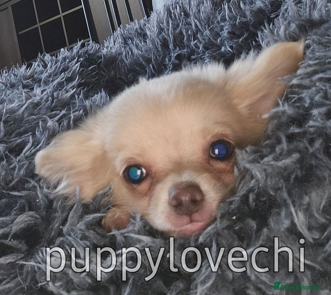 Chihuahua dogs for sale: READY NOW!! Kc Long Coat Chihuahua Boy Top Lines. - Image 7