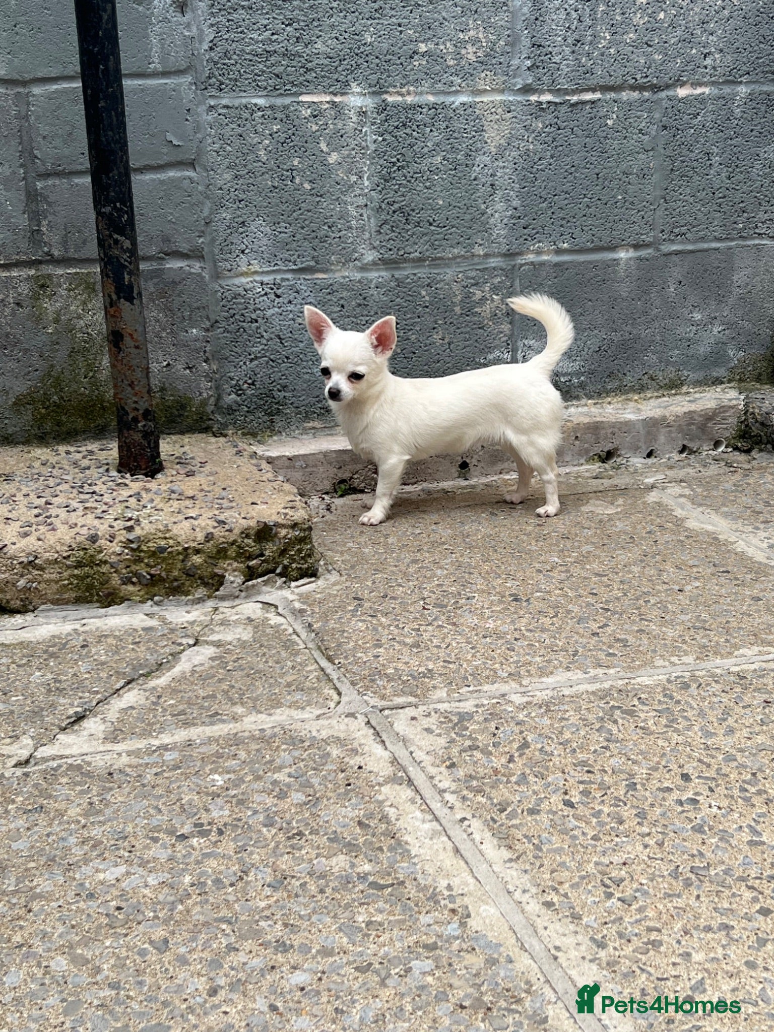 Chihuahua dogs CHIHUAHUA GIRL FOR SALE KENNEL CLUB REGISTERED - Advert 2